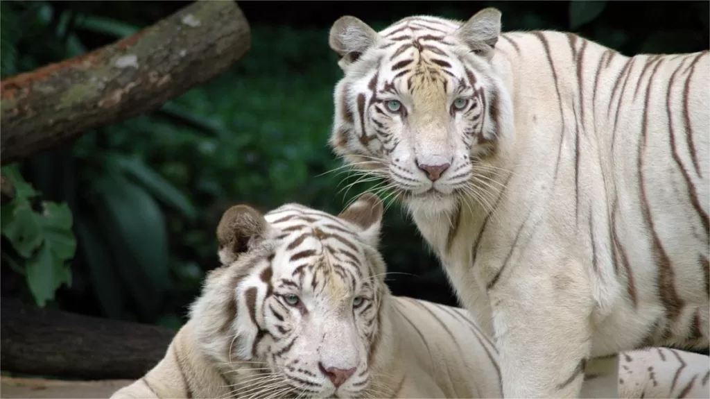 Guizhou Forest Wildlife Zoo - Kaartje, openingstijden, locatie en hoogtepunten