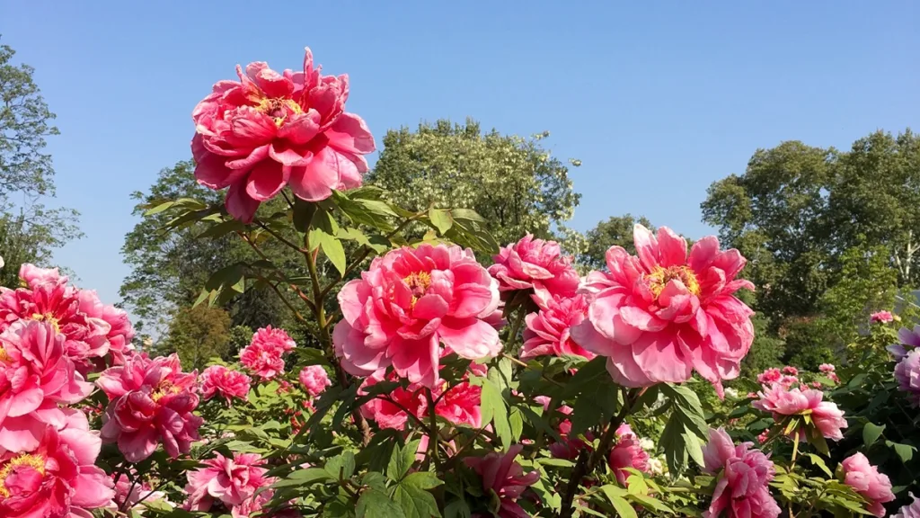 International Peony Garden, Luoyang – Ticket, Opening Hours, Location, and Highlights