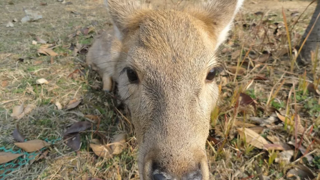 Jiufeng Forest Zoo - Eintrittskarten, Öffnungszeiten, Standort und Highlights