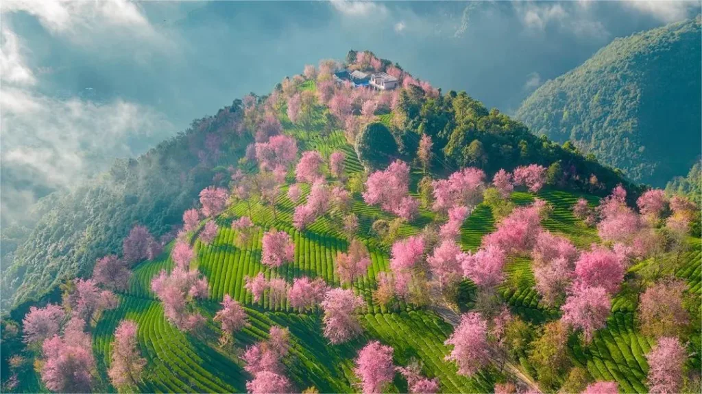 Sakura-Tal im Wuliang-Berg, Dali - Eintrittskarte, Öffnungszeiten, Lage und Highlights