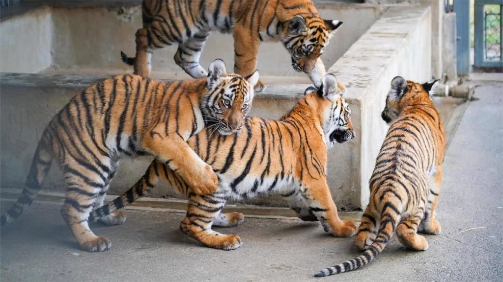 Shangfangshan Forest Animal World (dierentuin Suzhou) - Kaartje, openingstijden, locatie en hoogtepunten