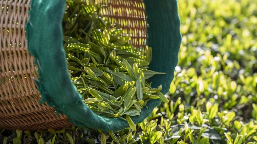 Té Zhuyeqing en el monte Emei - un elixir delicioso