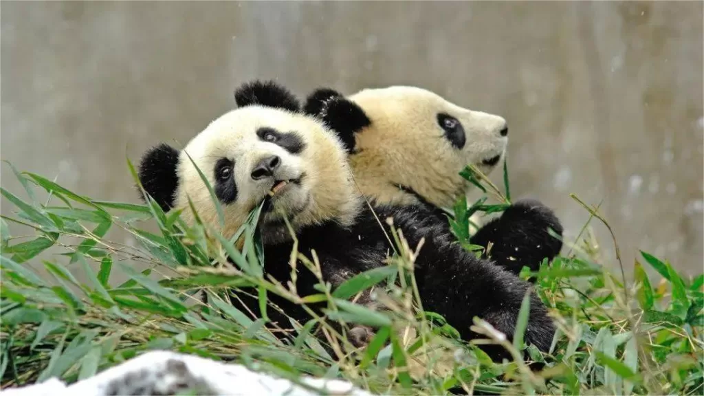 Les animaux de la forêt de bambous de Shunan