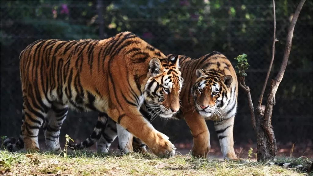 Badaling Wildlife Park - Bilhetes, horário de funcionamento, destaques e dicas