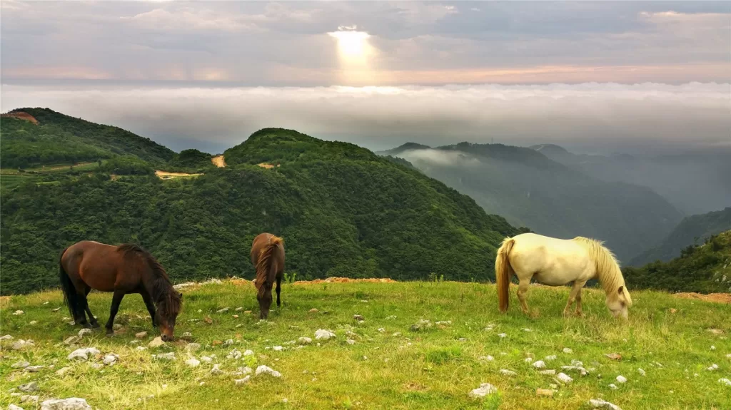 Bailihuang Grassland - Eintrittskarten, Öffnungszeiten, Lage und Highlights