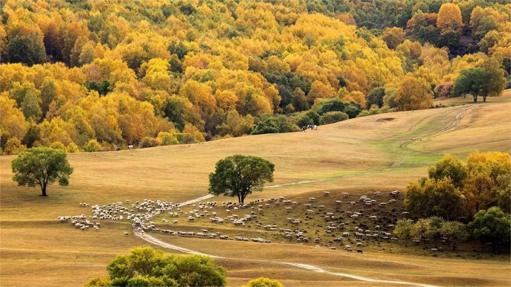 Bashang Grassland - Eintrittspreise, Öffnungszeiten, Lage und Highlights