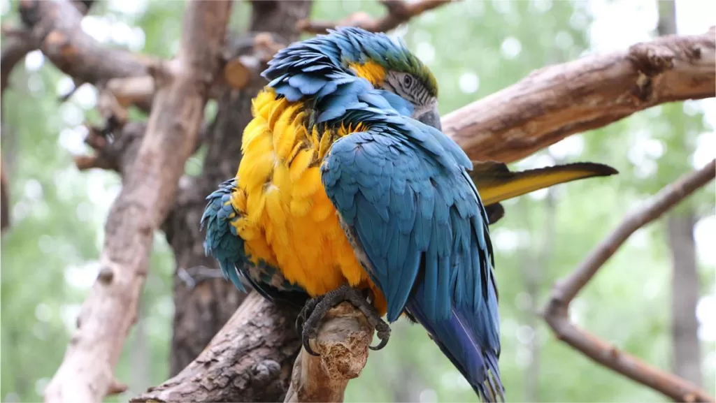 Beijing Zoo - Kaartje, openingstijden, hoogtepunten en tips