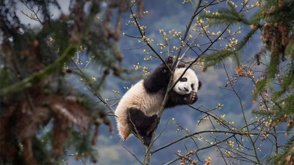 Bifengxia Panda Base - Ticketpreis, Öffnungszeiten, Lage und Highlights