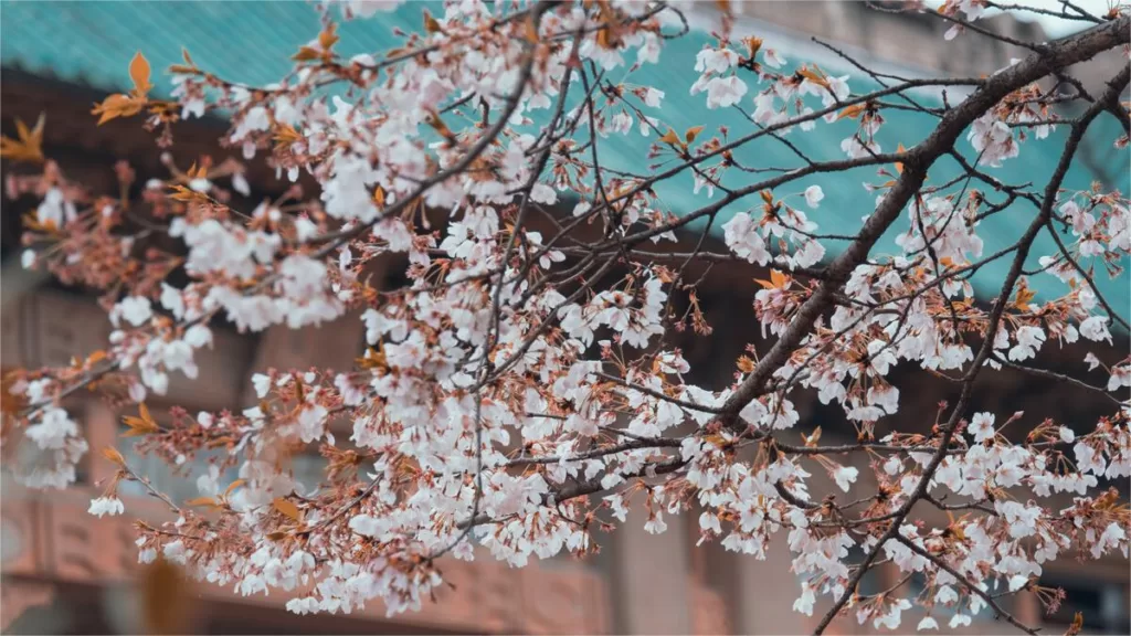 Cherry Blossom at Wuhan University – A Symbole of History and Friendship