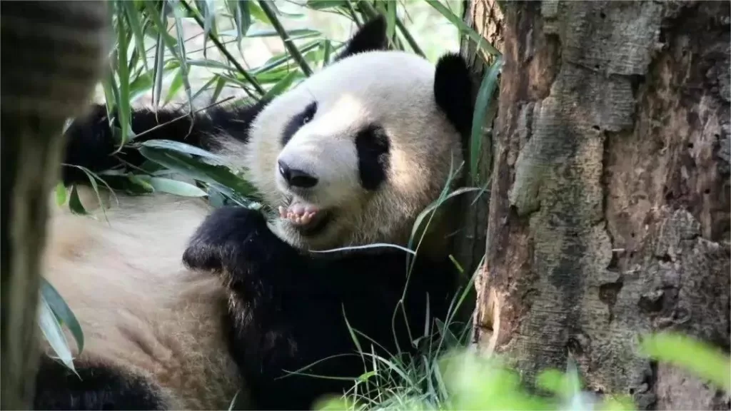 Dujiangyan Panda Basis - Kaartje, openingstijden, hoogtepunten en tips