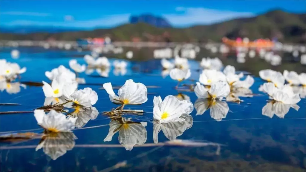 Fleurs au lac Lugu