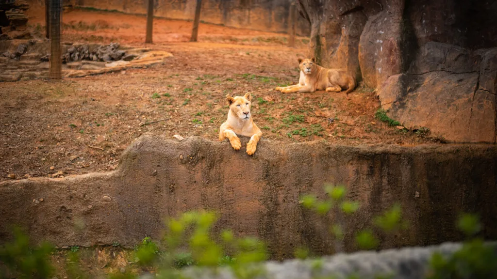 Hangzhou Safaripark - Kaartje, openingstijden, locatie en hoogtepunten