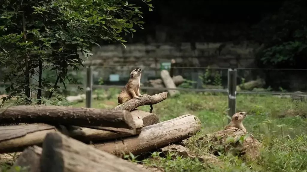 Hongshan Forest Zoo, Nanjing - Toegangsprijs, openingstijden, locatie en hoogtepunten