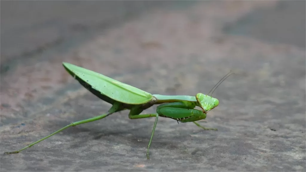 Insectos na floresta de bambu de Shunan