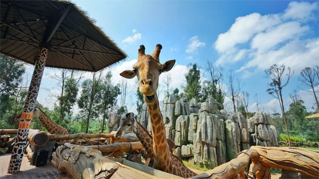 Kunming Zoo - Kaartje, openingstijden, locatie en hoogtepunten