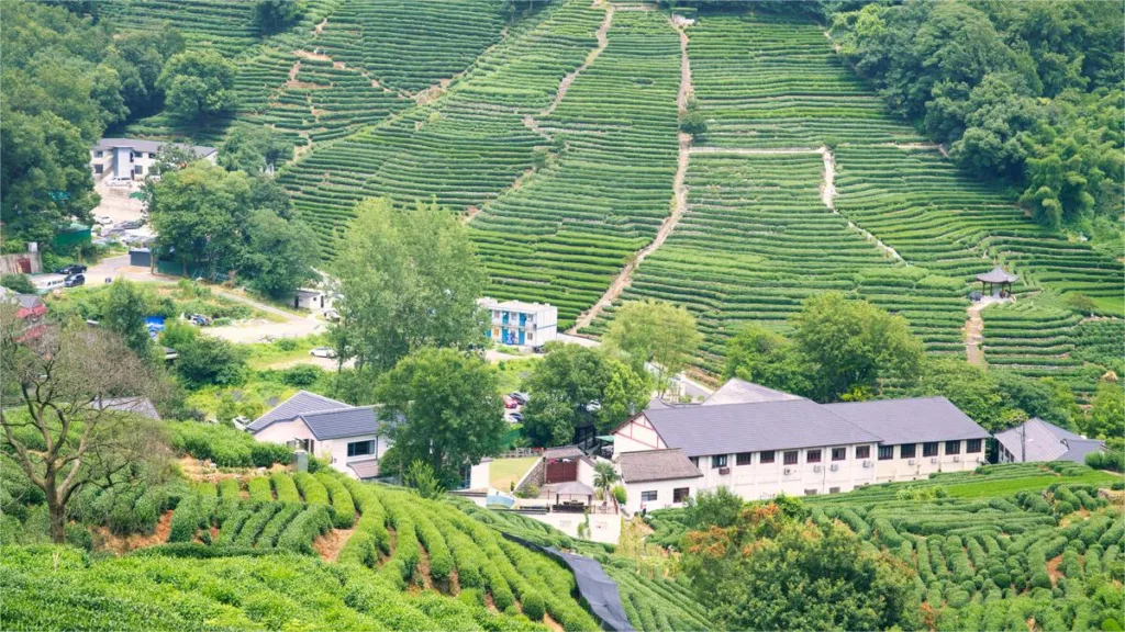 Longjing Tea Village - Eintrittskarte, Öffnungszeiten, Lage und Highlights