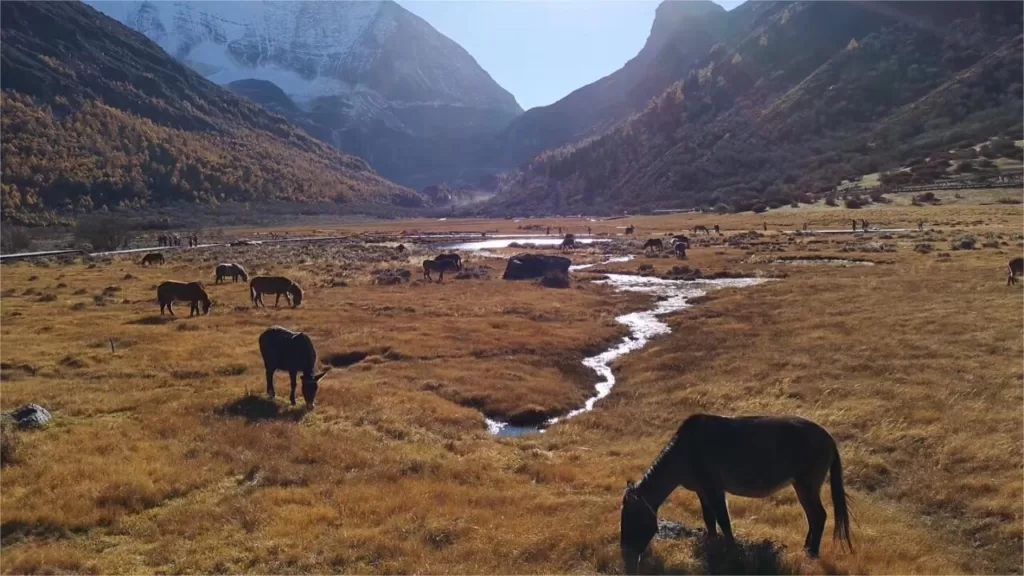 Luorong Cattle Farm - Eintrittspreise, Öffnungszeiten, Lage und Highlights