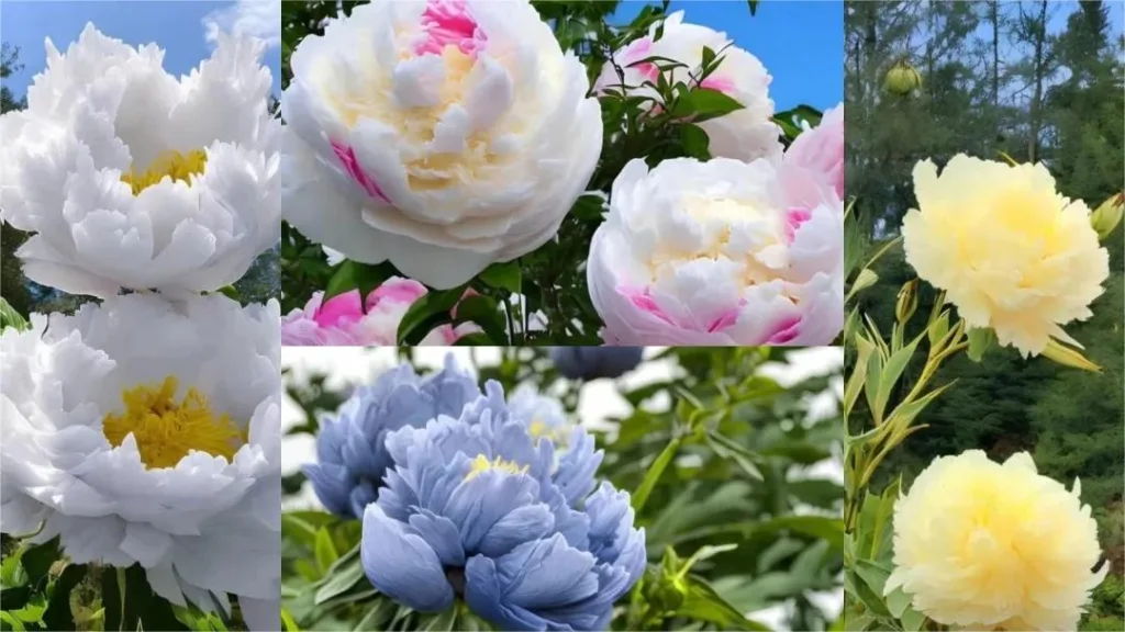 Luoyang National Peony Garden – Ticket, Opening Hours, Location, and Highlights