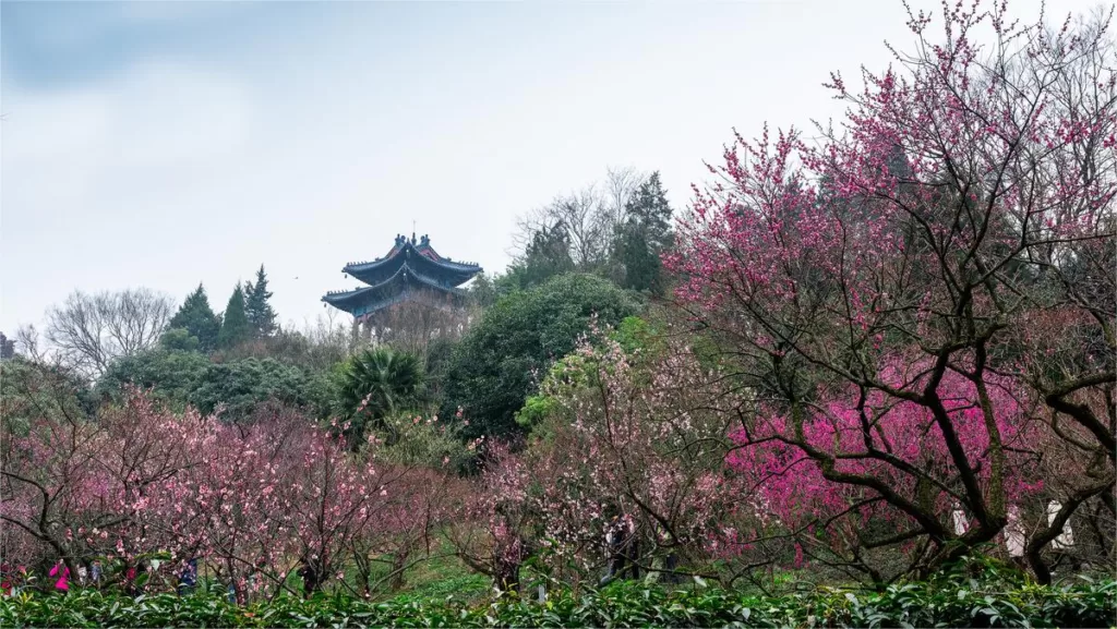 Meihua Mountain Scenic Area, Nanjing – Ticket Price, Opening Hours, Location, and Highlights