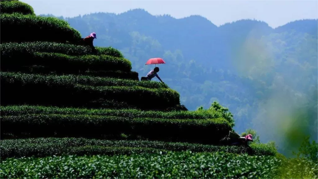 蒙顶山 - 门票价格、开放时间、位置和亮点