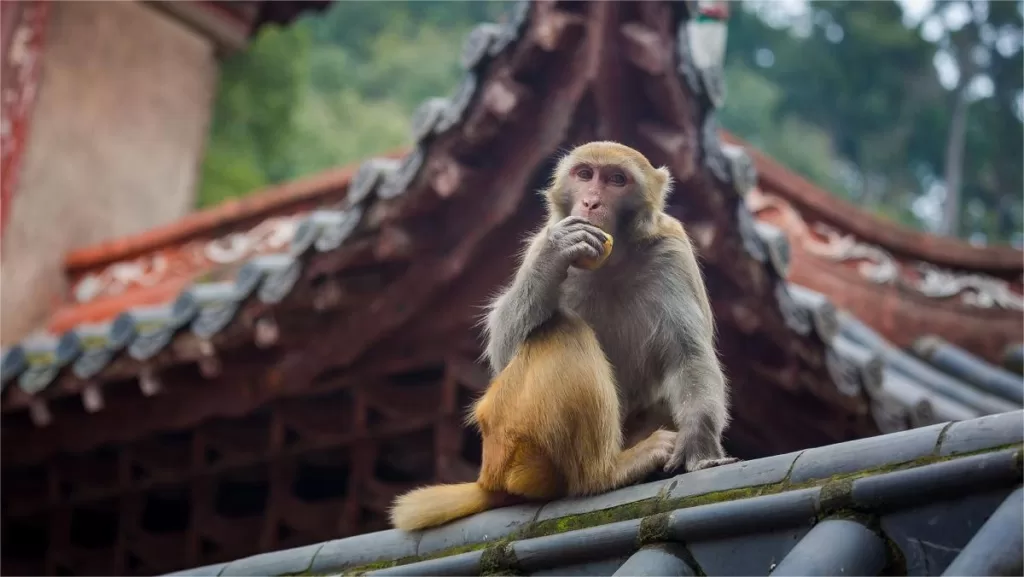 Apen in Mount Emei - een van de hoogtepunten van de berg