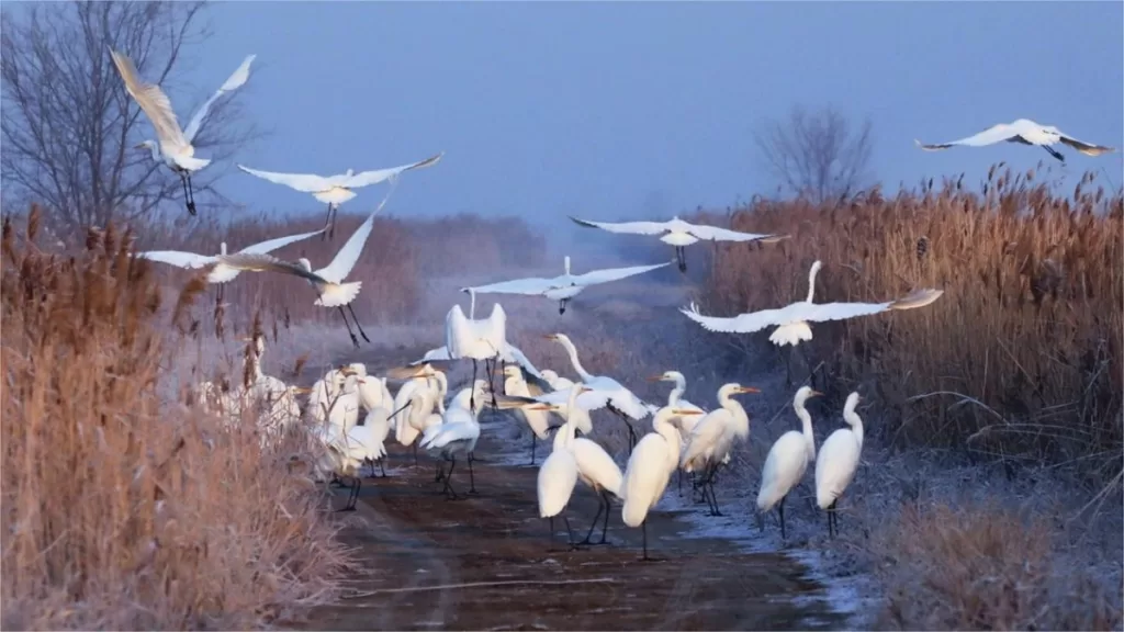 Nandagang Wetland - Prix du billet, heures d'ouverture, emplacement et points forts