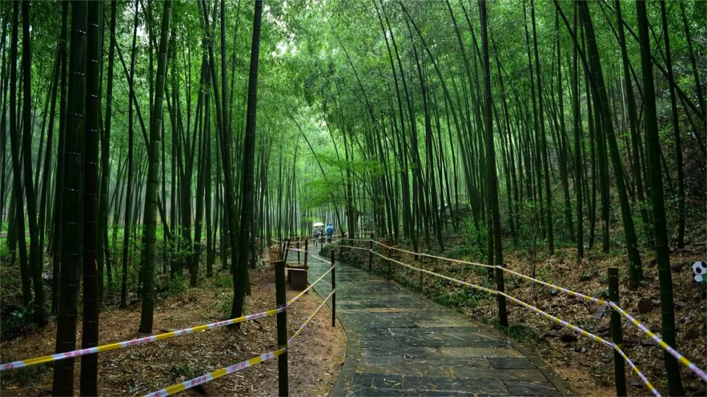 Nanshan Bamboo Forest Changzhou - Kaartje, openingstijden, locatie en hoogtepunten