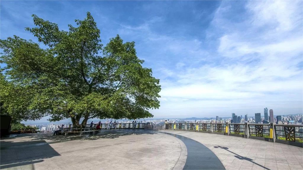 Nanshan Tree Viewing Platform - Ticketprijs, openingstijden, locatie en hoogtepunten