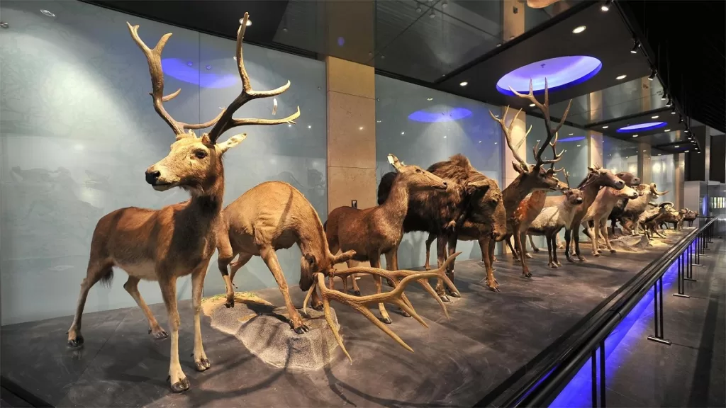 Nationales Zoologisches Museum von China - Eintrittskarten, Öffnungszeiten, Highlights und Tipps