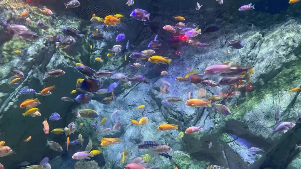 Ningbo Ocean World - Kaartje, openingstijden, locatie en hoogtepunten