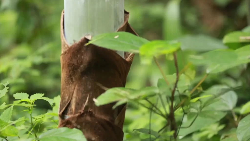 Plantas del bosque de bambú de Shunan