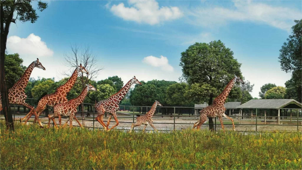 QinhuangDao Wildlife Park - Ticketpreis, Öffnungszeiten, Standort und Highlights