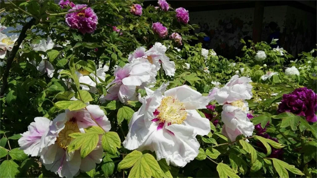 Shenzhou Peony Garden - Eintrittskarten, Öffnungszeiten, Lage und Highlights