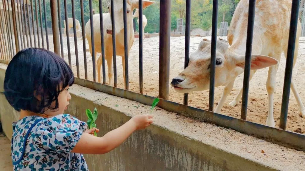 Shijiazhuang Zoo - Ticketpreise, Öffnungszeiten, Standort und Highlights