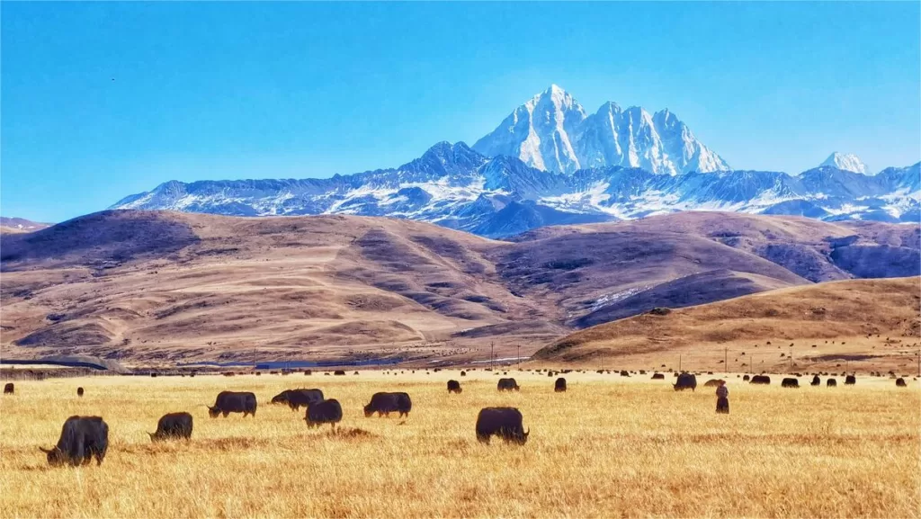 Tagong Grasslands - Precio de la entrada, horarios, ubicación y aspectos destacados