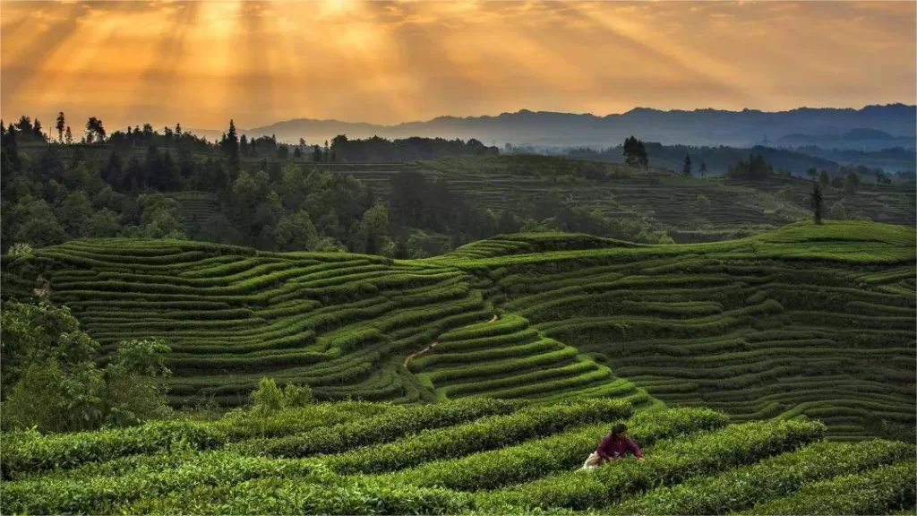 Tea in Mengding Mountain – Birthplace of Tea Culture