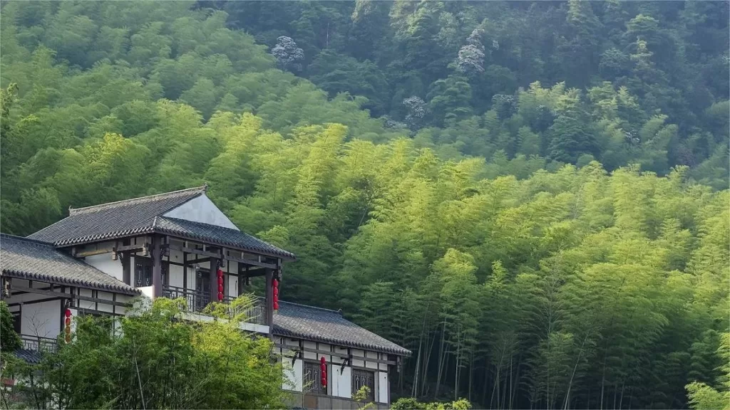 Mar de bambu da montanha do chá, Chongqing - Preço do bilhete, horário de funcionamento, transporte e destaques