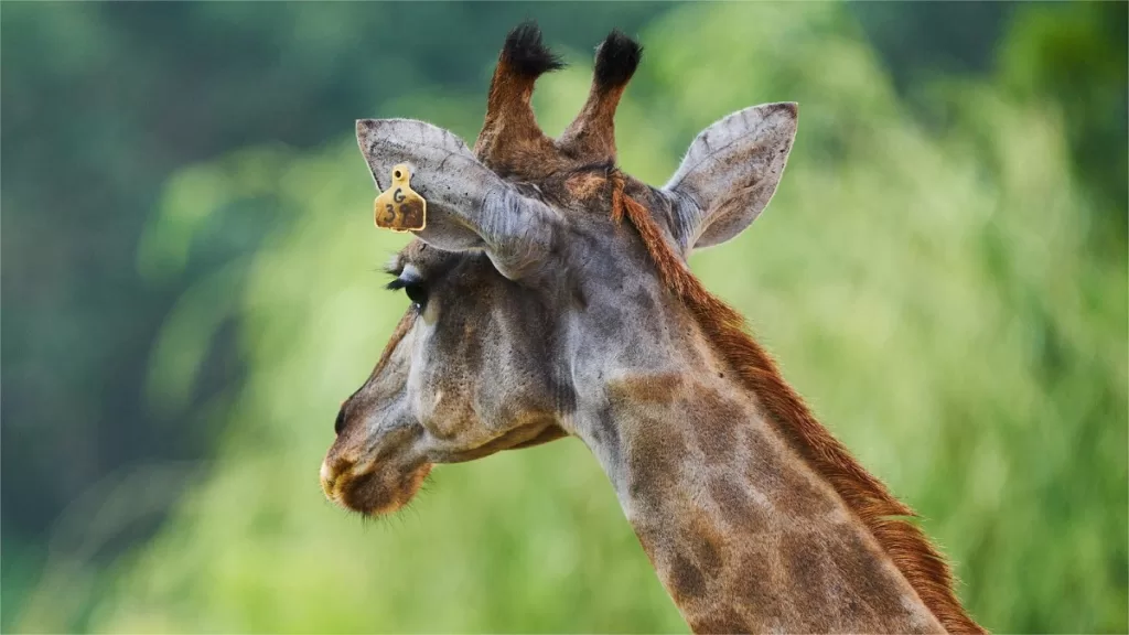 Zoo de Tianjin - Preço dos bilhetes, horário de funcionamento, localização e destaques