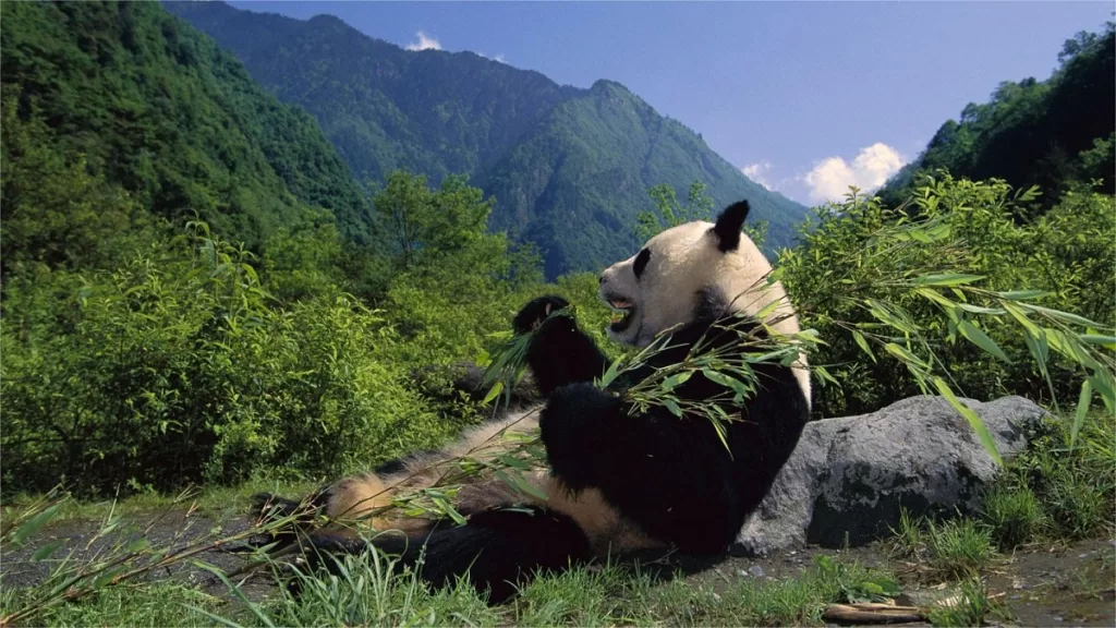 Wolong National Nature Reserve – Ticket Price, Opening Hours, Location, and Highlights