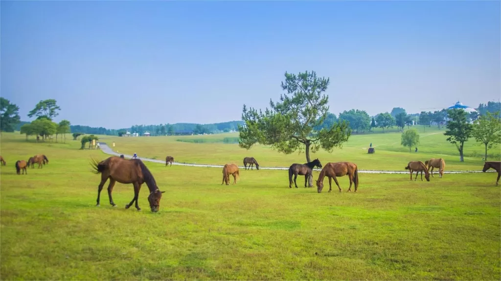 Wuhan Mulan Grassland - Ticketprijs, openingstijden, vervoer en hoogtepunten