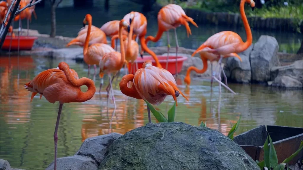 Wuhan Zoo - Eintrittskarten, Öffnungszeiten, Standort und Highlights