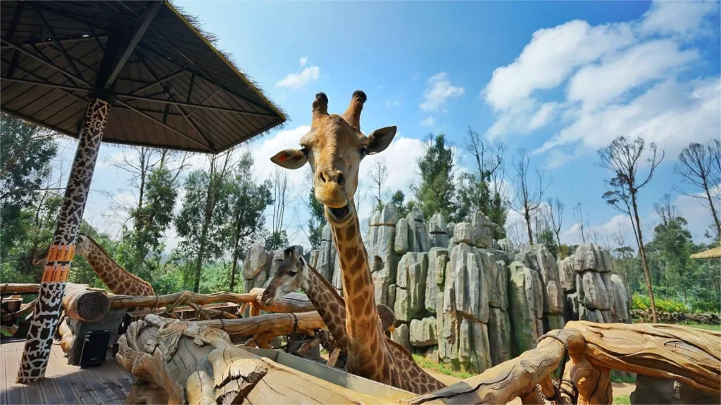 Yunnan Wild Animal Park - Kaartje, openingstijden, locatie en hoogtepunten