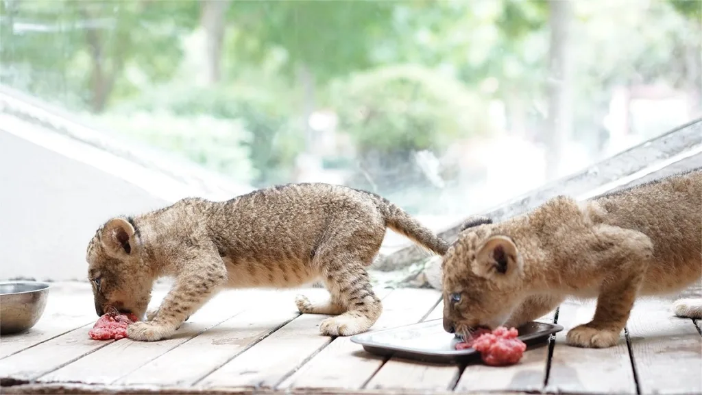 Zhengzhou Zoo - Bilhete, horário de funcionamento, localização e destaques