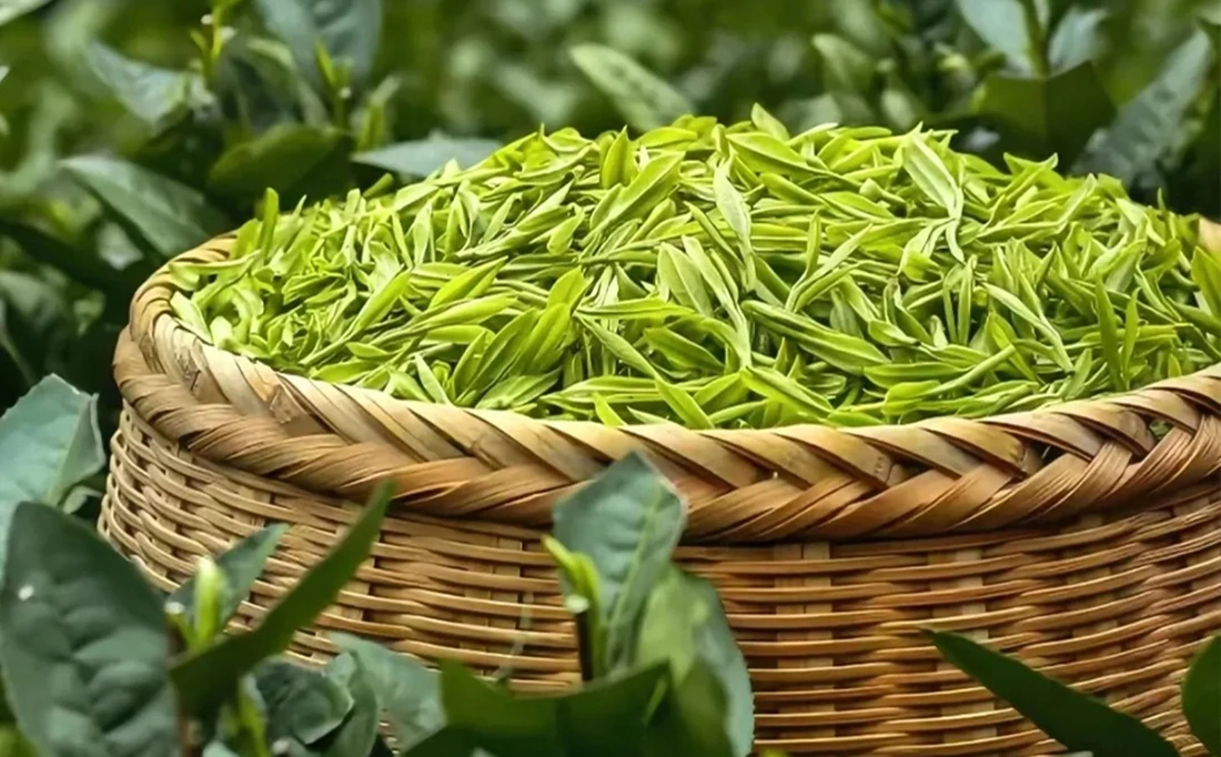 <span> Day 2</span>Ya'an - Mengding Mountain - Chengdu