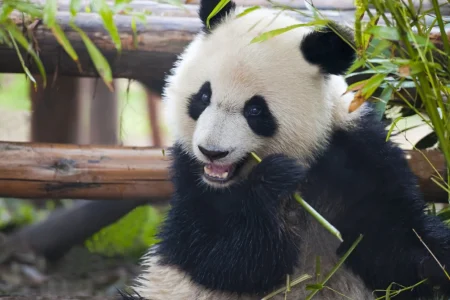 Panda Adventures and Ancient Town Wanders: A Day of Discovery in Chengdu
