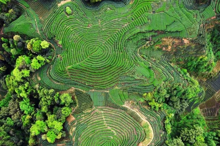 Chengdu – Mengding Mountain Tea Culture Two Days Tour