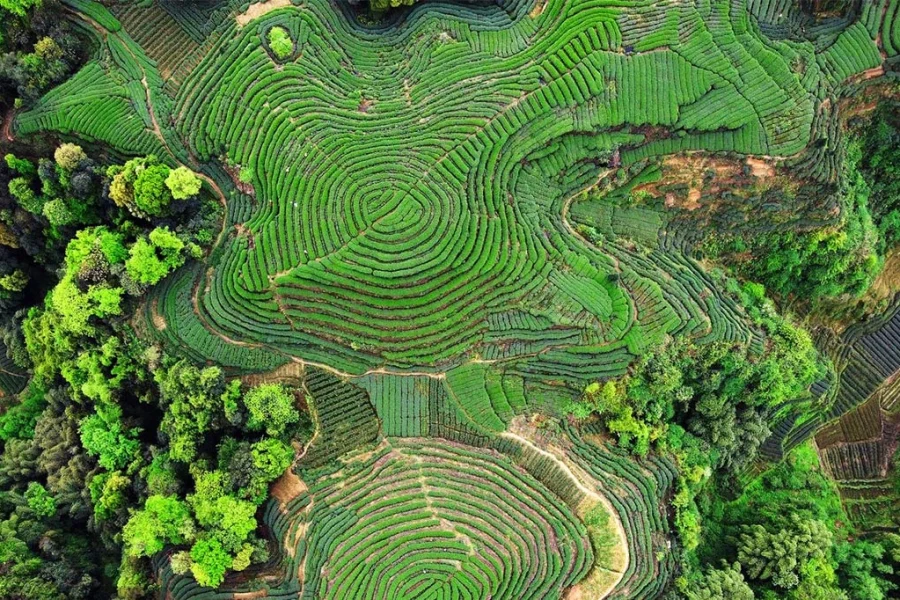 Chengdu – Mengding Mountain Tea Culture Two Days Tour