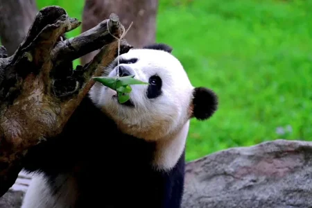 The Ultimate 7-Day Sichuan Family Experience: Culture, Nature, and Fun