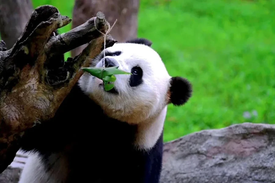 The Ultimate 7-Day Sichuan Family Experience: Culture, Nature, and Fun