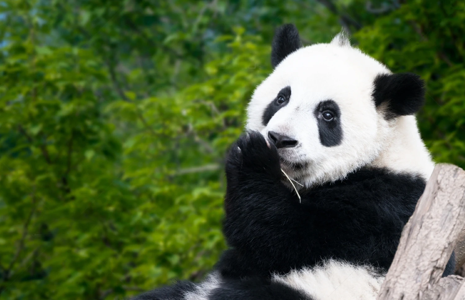 <span> 1 day tour </span>Chengdu - Giant Panda Valley - Jiezi Ancient Town -Chengdu